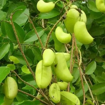 5-HTP