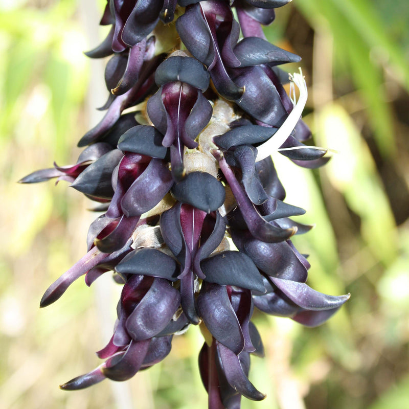 Mucuna Pruriens